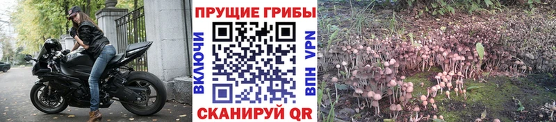 наркотики  Славск  Псилоцибиновые грибы Psilocybe 
